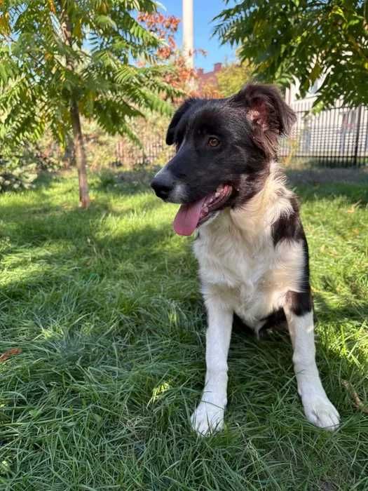 Border Collie pies badania