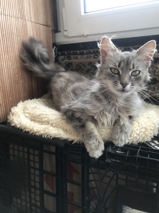 Кіт. Киця. Кошеня.