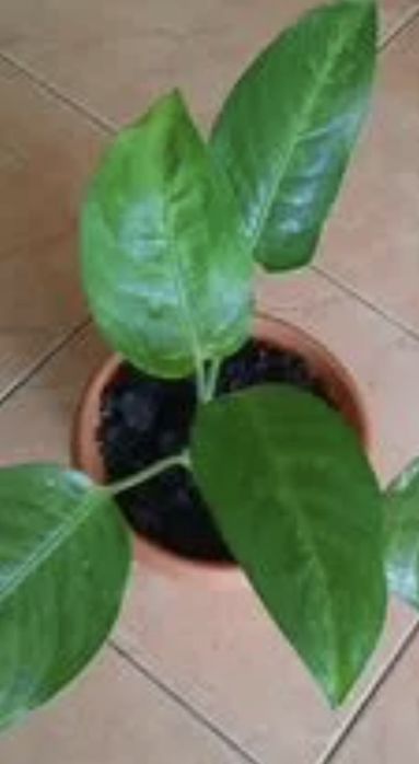 Вазон диффенбафия