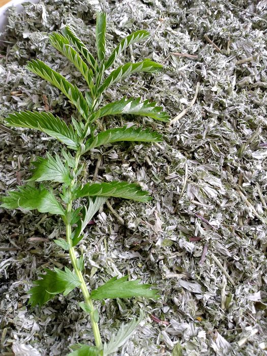 Pięciornik gęsi ziele 200 gram