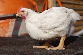 Яйце інкубаційне бройлер росс 308 Україна