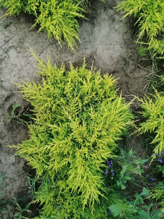 Туя колоновидна, туя смарагд, туя для живоплоту, можжевельники.