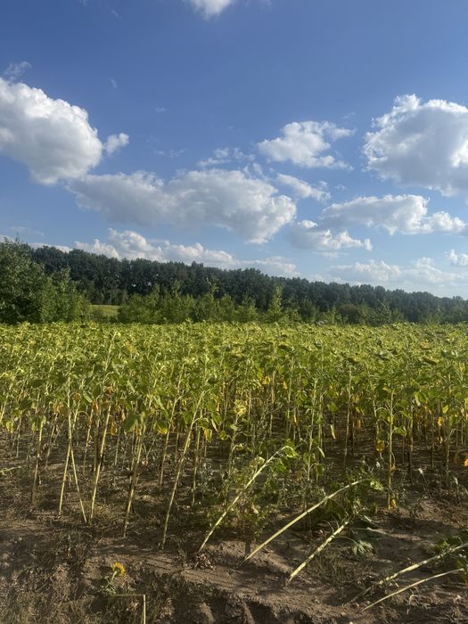 Продам 1,5 га пай поруч з Вороновицею