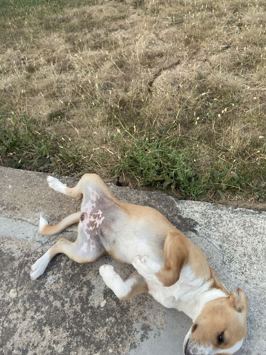 Dou cadelinha urgente