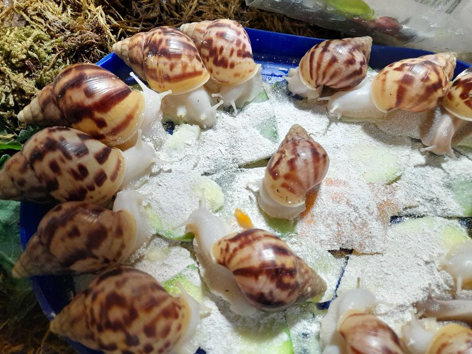 Ахатина Фулика - альбиносы и стандарты