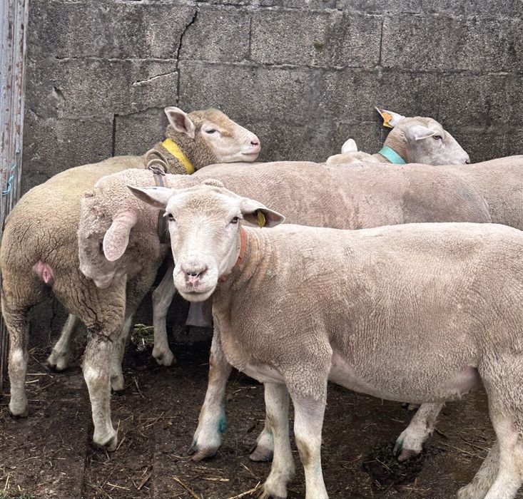Ovelhas ìle de france puras e cruzadas prenhas e carneiro reprodutor