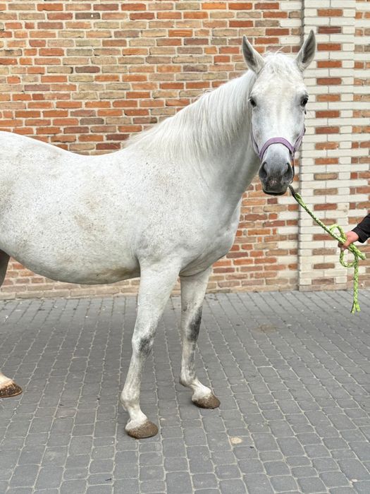 Klacz małopolska dopłatowa