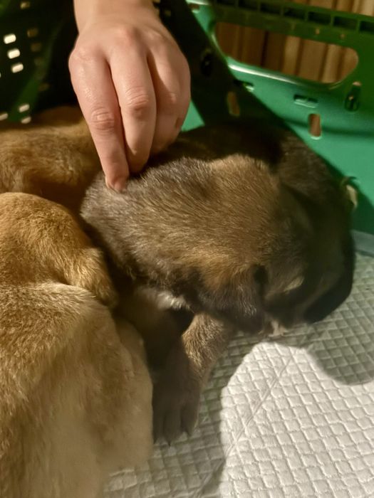 Cãezinhos bebés para adoção responsável