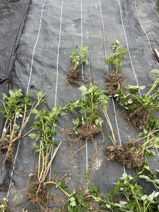 Sadzonki malin polana