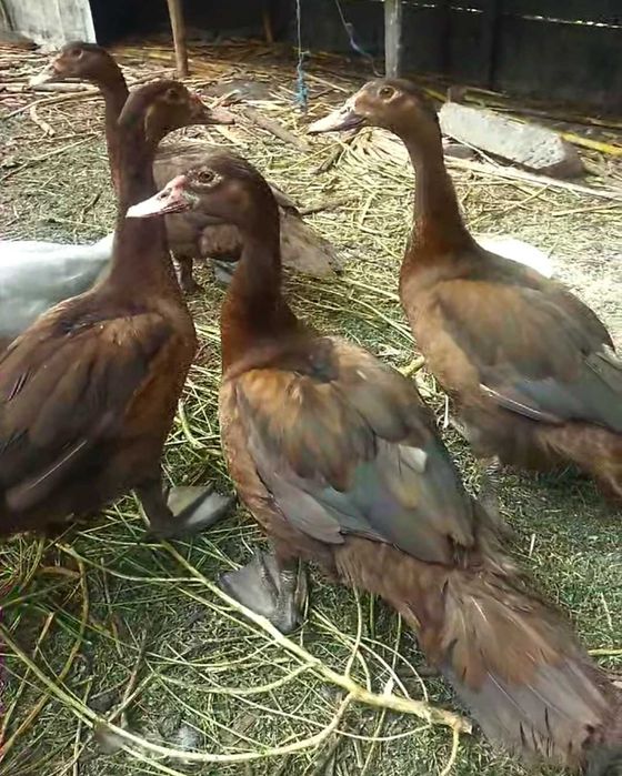 Інкубаційне яйце Мускусних качок(франц.та німец.лінії)