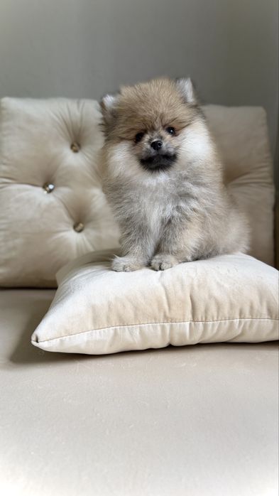 Piękna mini suczka Pomeranian FCI