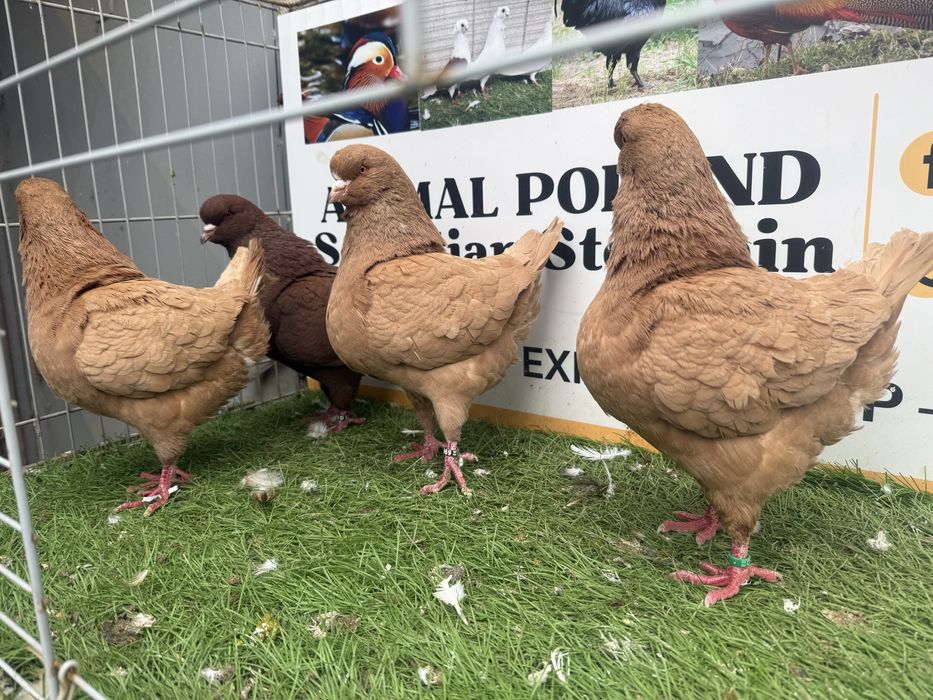 Gołębie. King. Kingi1. Możliwy transport