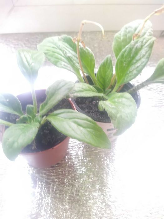 Примулина ( хирита )