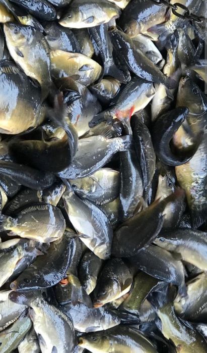 Narybek Kroczek Karp , Amur ,Lin ,Jesiotr, Tołpyga , Karaś