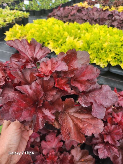 Żurawka ogrodowa, Heuchera mnóstwo kolorów