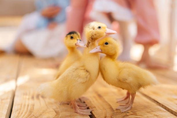 Продаю качки,гуси,індики,курчата, бройлер від 3 кг,кури