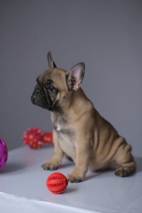 Продаються щенкі французького бульдога