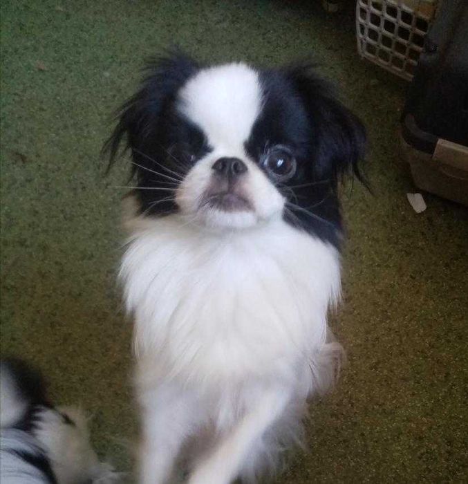 Японский хін. Україна. Приїзди, або доставимо.