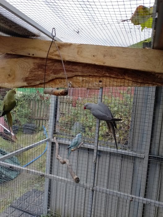 Sprzedam bażanty złote