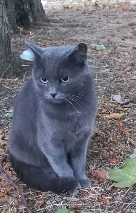 Шикарний котик в найкращу сім'ю