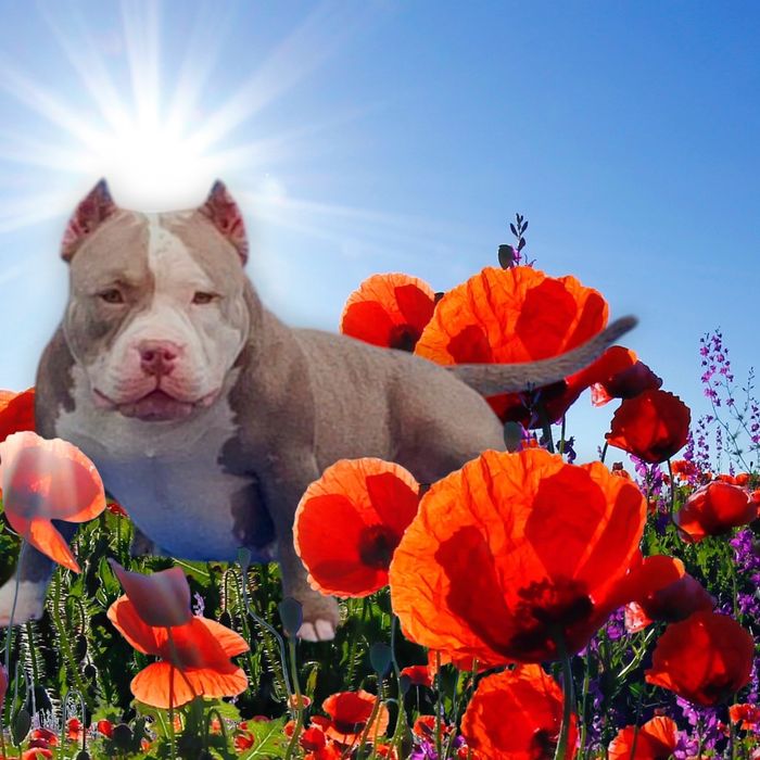 Супер щенки булли