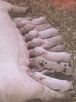 Leitões Large white com Duroc