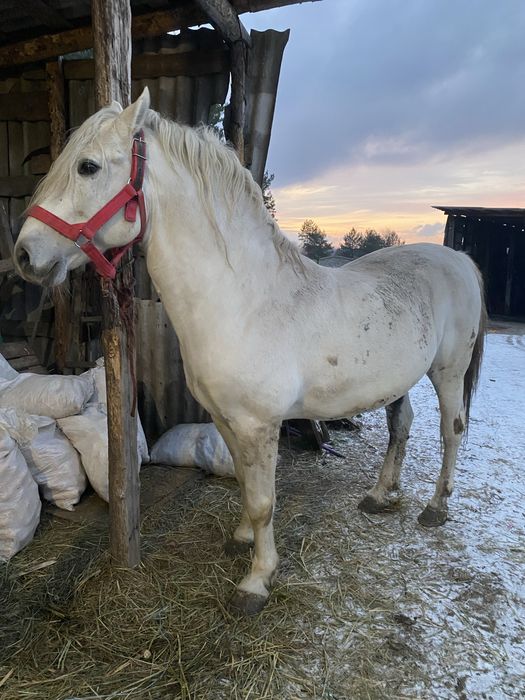 Продам лошадь