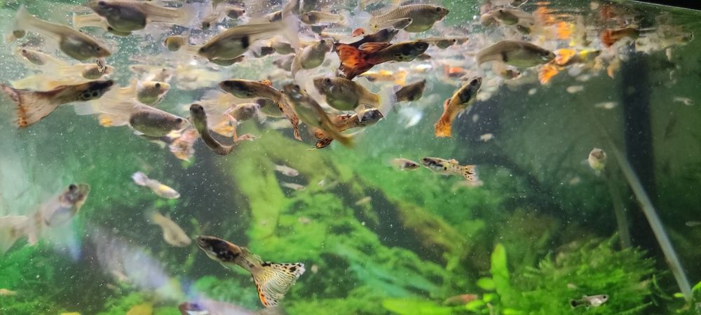 Gupiki Piękne Okazy 100 sztuk Samce i samice  duże i male