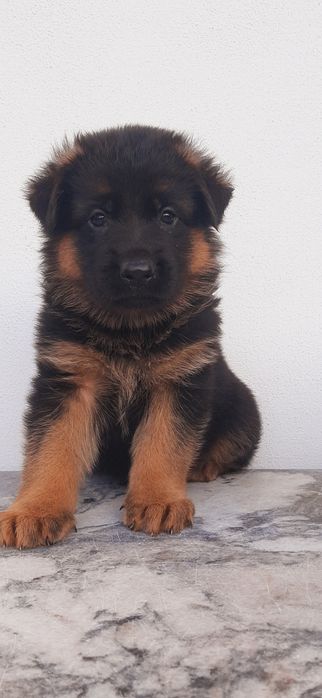 Owczarek Niemjecki Krótkowłosy FCl