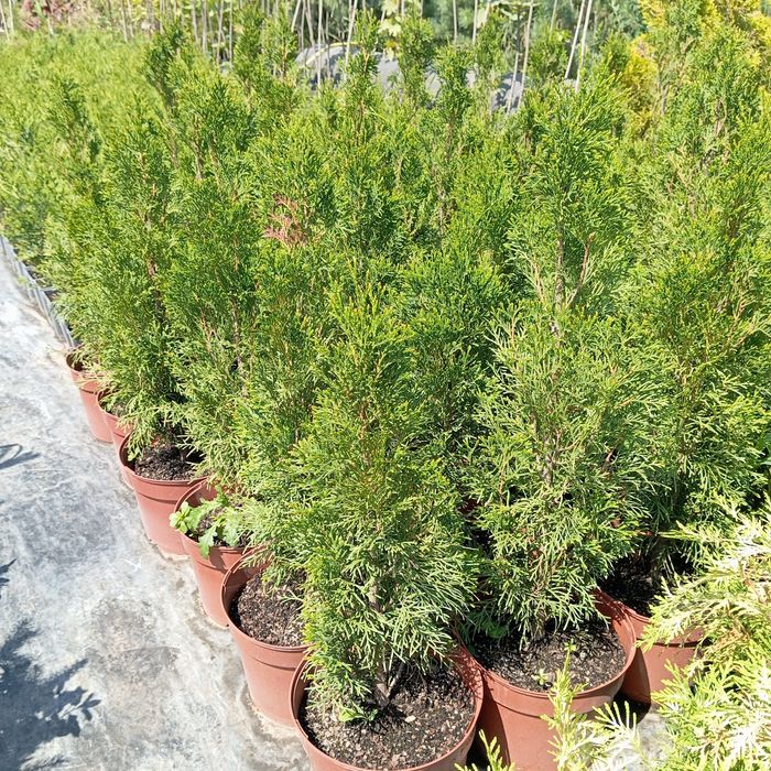 Туя Смарагд, Брабант, Колумна, Даника, Смарагд Голд, Міріам та ін.