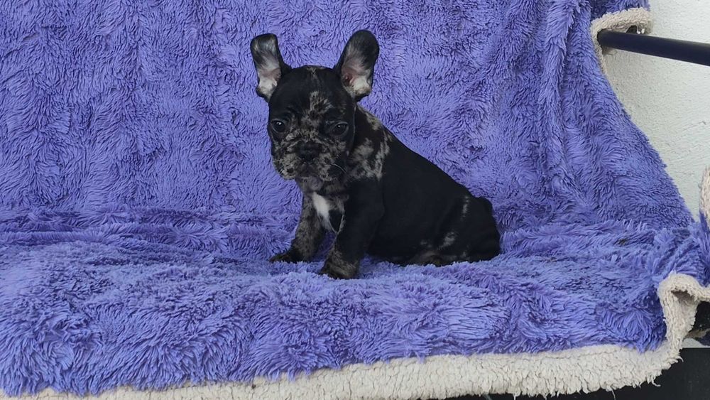 Bulldog francês macho