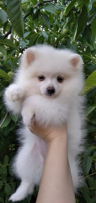 Маленька світленька