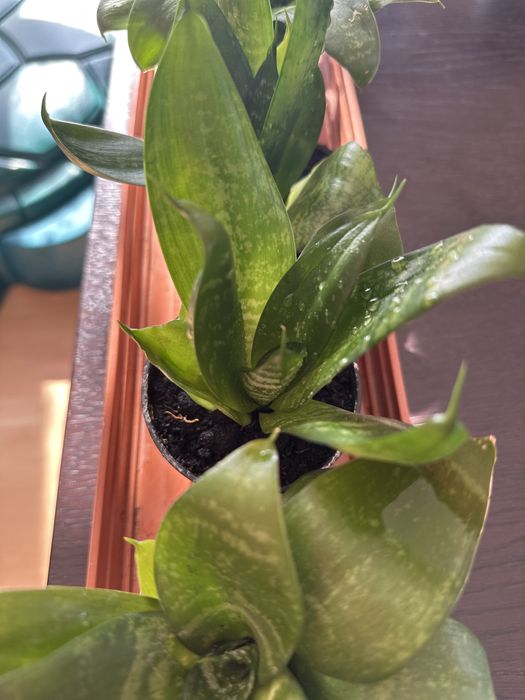 Sansewiera  Gwinejska Hahnii