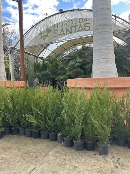 Cupressus Leylandii 100-150cm