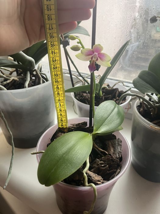 Орхідея. Зараз квітне