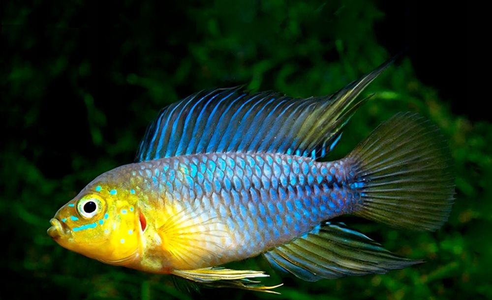 Pielęgniczka boreli