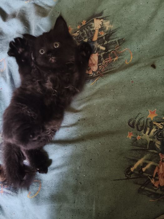 Дуже гарненьке кошеня
