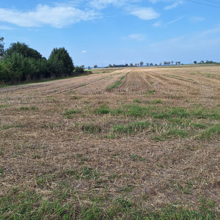 Działki budowlane w Ciszkowie gmina Czarnków ( województwo wielkopolskie) - Widok 4