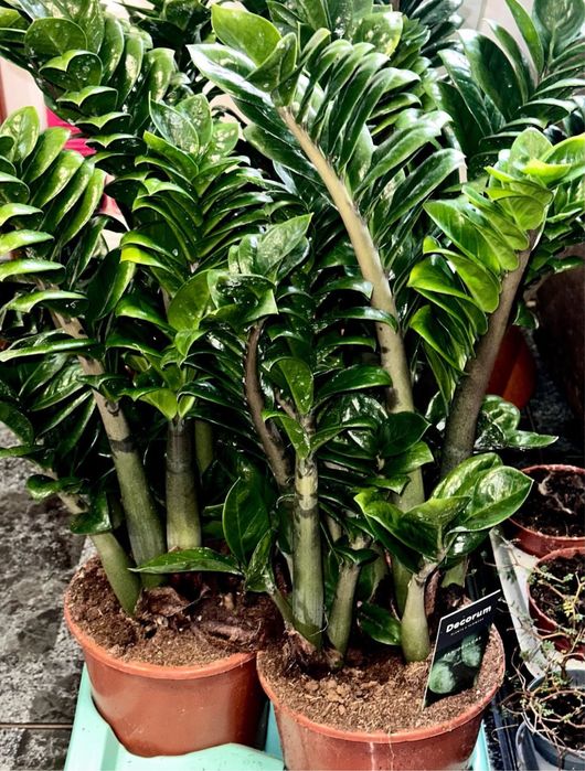 Заміокулькаси в Києві, великий вибір