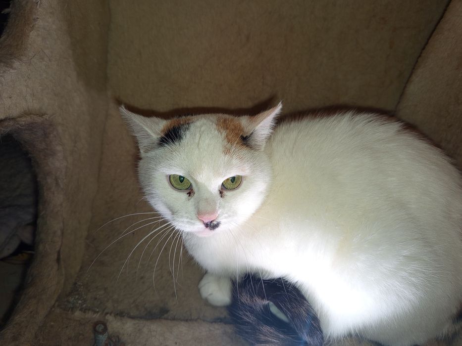 Kotka Jesień szuka domu