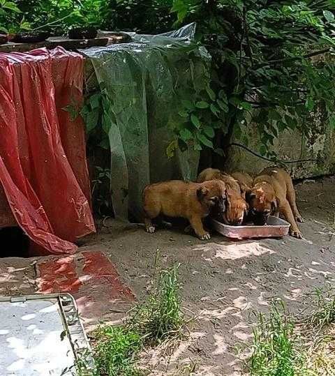 Цуценята в добрі руки