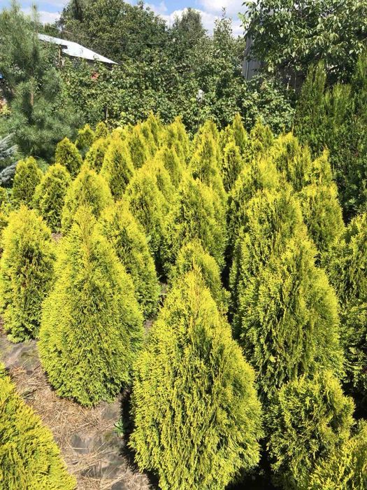 Туя смарагд та інші види хвойних