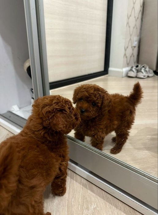 Пуделі Ред Браун і мальтіпу F1 і ф2 хлопчики і дівчатка міні зі Львова