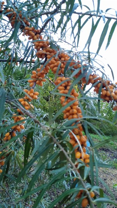 Саженцв ореха фундука,калины, и др.