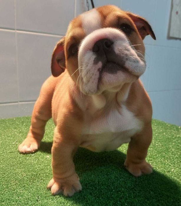 Bulldog inglês Macho