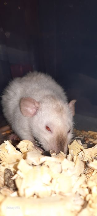 Рекс дамбо сиамская крыса шоколадные поинты