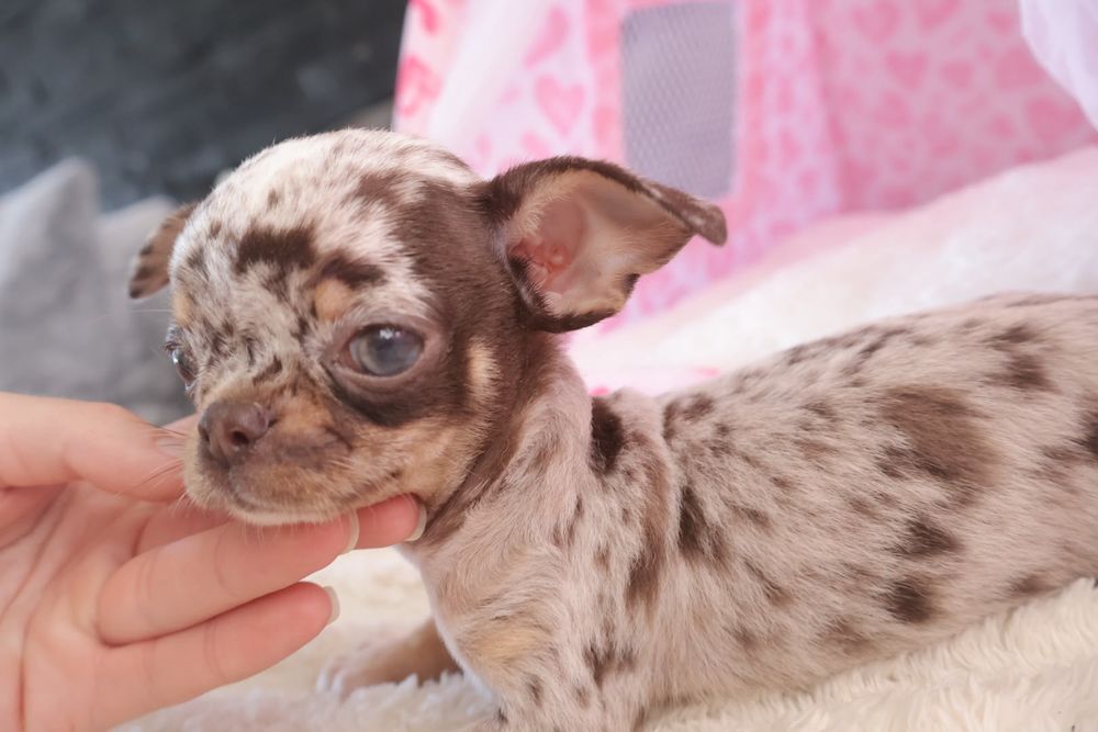 Chihuahua  Super Mini. Menino Chocolate Merle .Cabeça de maçã.Olhos azuis