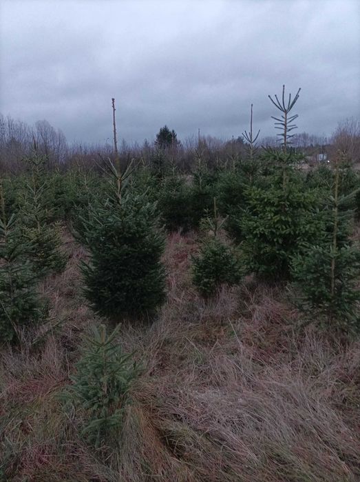 Świerk Choinki Bożonarodzeniowe wycinamy wybrane drzewko 1 km od miast
