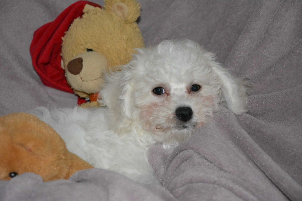 Bichon Frise Szczeniak Andy z Dylewskiego Lasu FCI