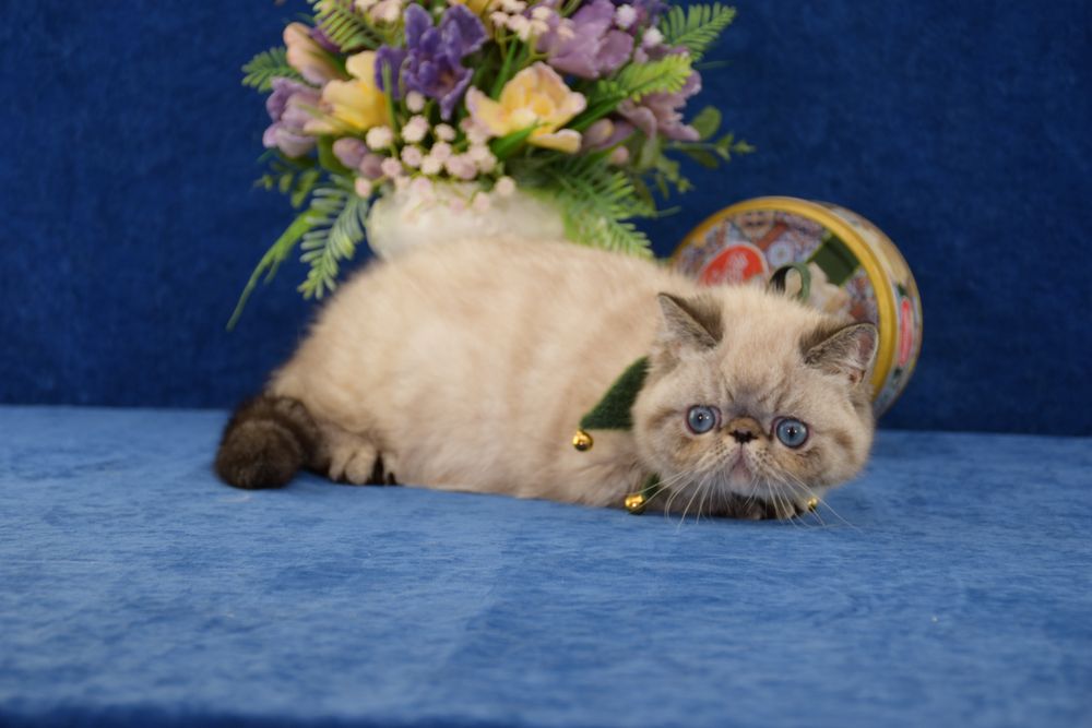 Кошеня з блакитними очима